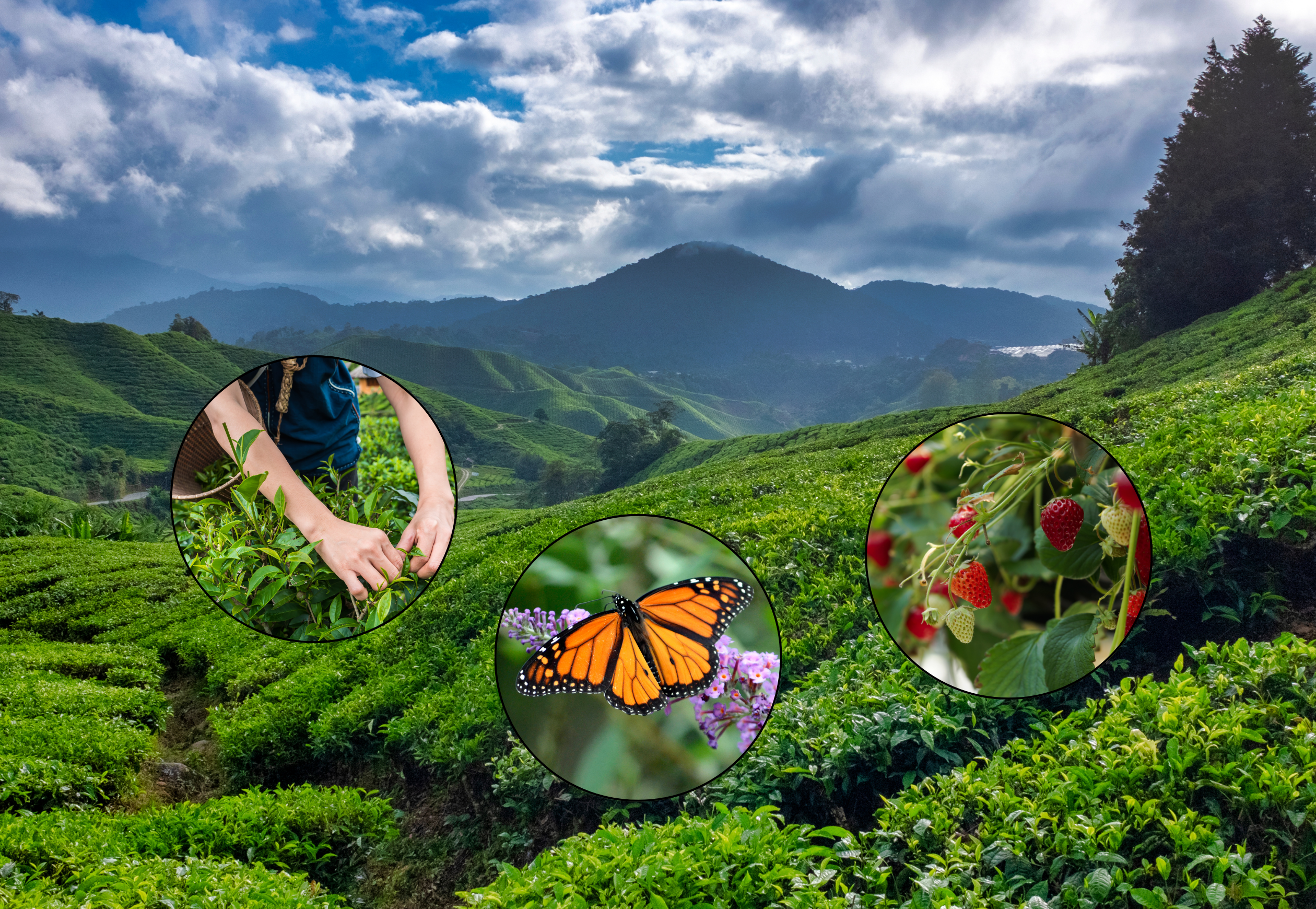 Cameron Highlands Tour (One day trip)